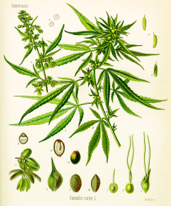 Cannabis_sativa_(Köhler)